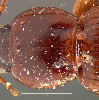 Media type: image;   Entomology 5650 Aspect: pronotum dorsal